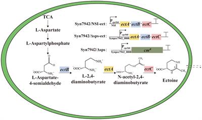 Improved salt tolerance of Synechococcus elongatus PCC 7942 by heterologous synthesis of compatible solute ectoine